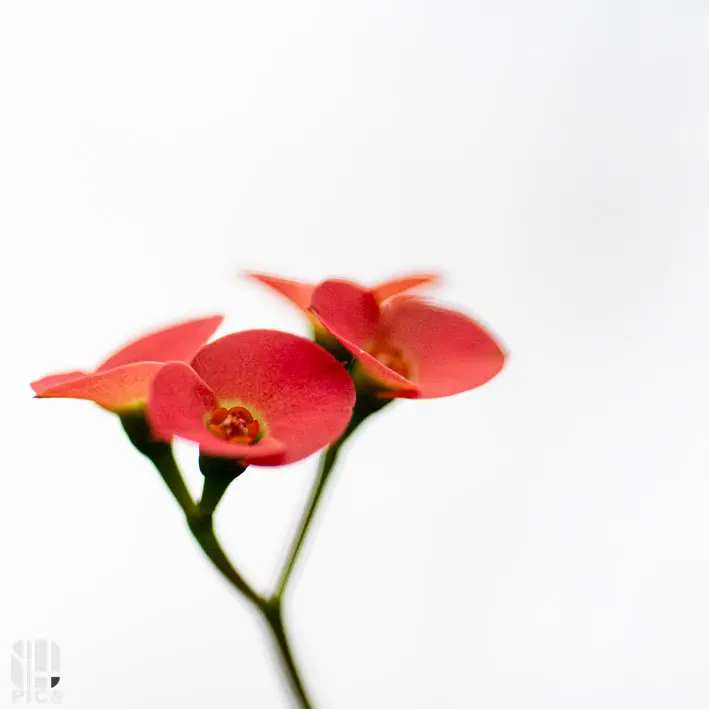 Photo nature - faune - Yvan HANNAY