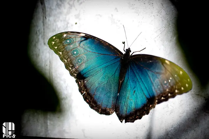 Photo nature - faune - Yvan HANNAY