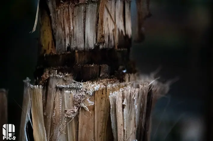 Photo nature - faune - Yvan HANNAY