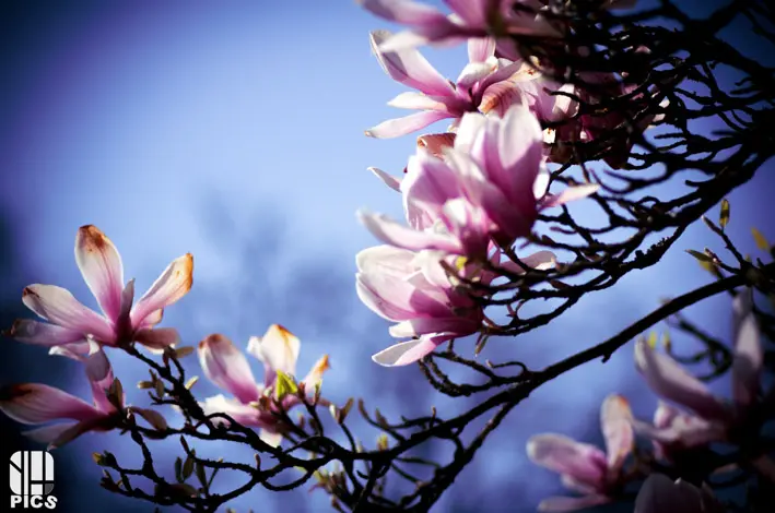 Photo nature - faune - Yvan HANNAY