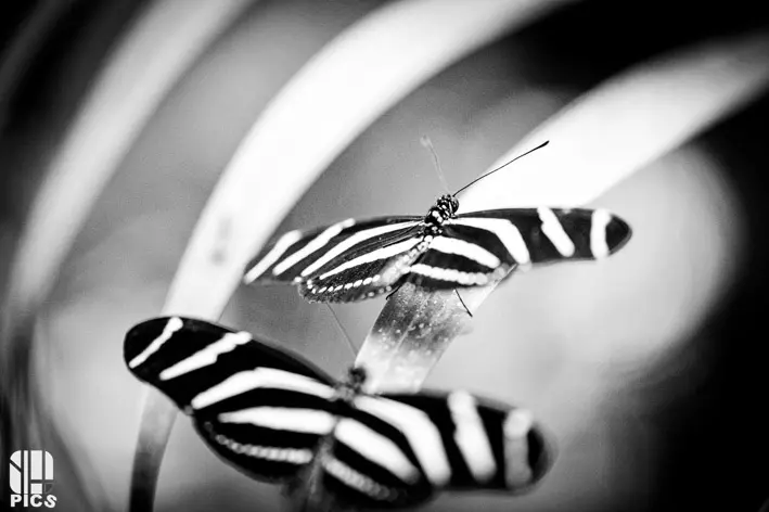 Photo nature - faune - Yvan HANNAY