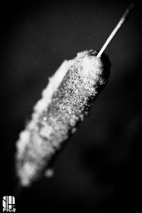 Photo nature - faune - Yvan HANNAY