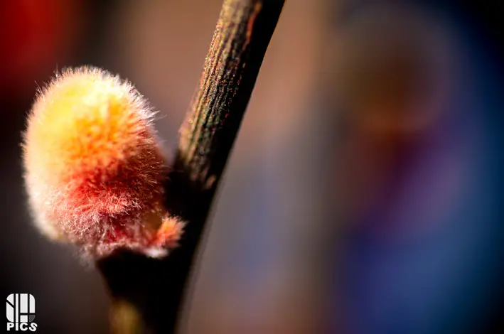 Photo nature - faune - Yvan HANNAY