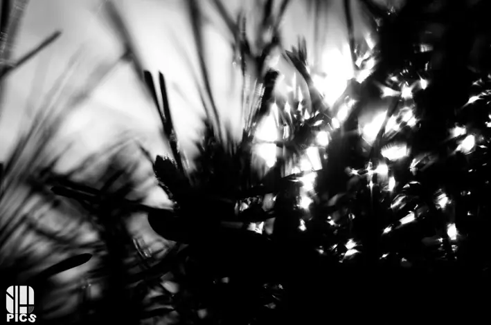 Photo nature - faune - Yvan HANNAY