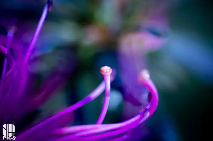 Photo nature - faune - Yvan HANNAY